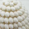 Boho Kagyló Lámpa - Csiga, ovális - 15cm