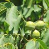 Diólevél 60db (Walnut Leaf) - JAVALLAT®