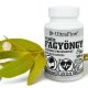 Fehér Fagyöngy 60db (White Mistletoe) - JAVALLAT®