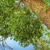 Fehér Fagyöngy 60db (White Mistletoe) - JAVALLAT®