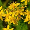 Orbáncfű 60db (St. John's Wort)- JAVALLAT®
