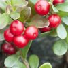 Orvosi Medveszőlő 60db (Bearberry) - JAVALLAT®