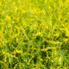 Orvosi Somkóró 60db (Sweet Clower) - JAVALLAT®