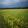 Tejoltó Galaj 60db (Lady's Bedstraw) - JAVALLAT®
