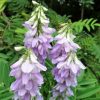 Orvosi Kecskeruta 60db (Goat's Rue) - JAVALLAT®
