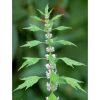 Szúrós Gyöngyajak 60db (Motherwort) - JAVALLAT®