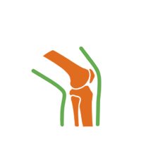 Ízületek, csontok, porcok